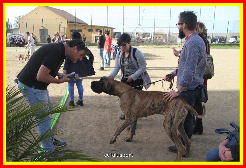 180311 mostra_canina 178.jpg